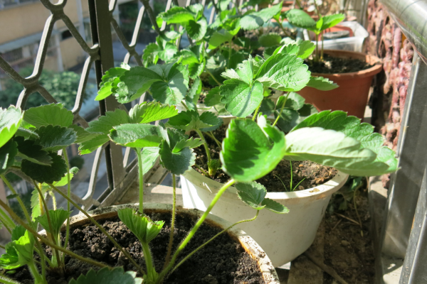 Dicas Essenciais para suas Plantas estarem sempre Saudáveis