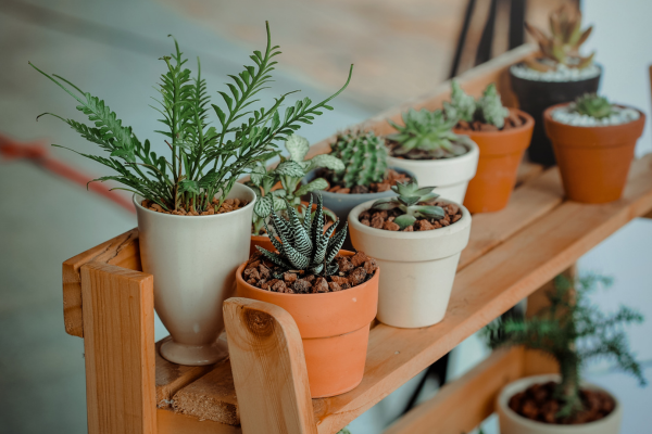 Várias dicas de plantas e arbustos para pequenos espaços
