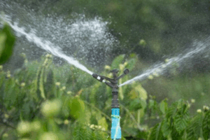 Como uma boa irrrigação faz toda a diferença para uma horta saudável