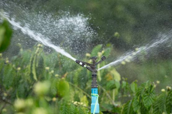 Como uma boa irrrigação faz toda a diferença para uma horta saudável