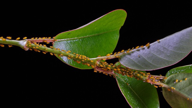A importância do controle de pragas nas plantas sem uso de agrotóxicos
