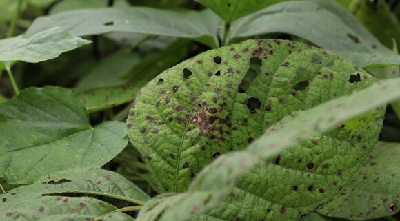 Como identificar os sinais que suas plantas precisam de atenção